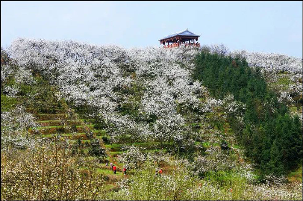 【春天，广西桂林灌阳县向您发出邀请！】我们在灌阳看梨花 - 游山玩水 - 资阳生活社区 - 资阳28生活网 zy.28life.net