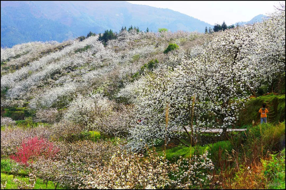 【春天，广西桂林灌阳县向您发出邀请！】我们在灌阳看梨花 - 游山玩水 - 资阳生活社区 - 资阳28生活网 zy.28life.net