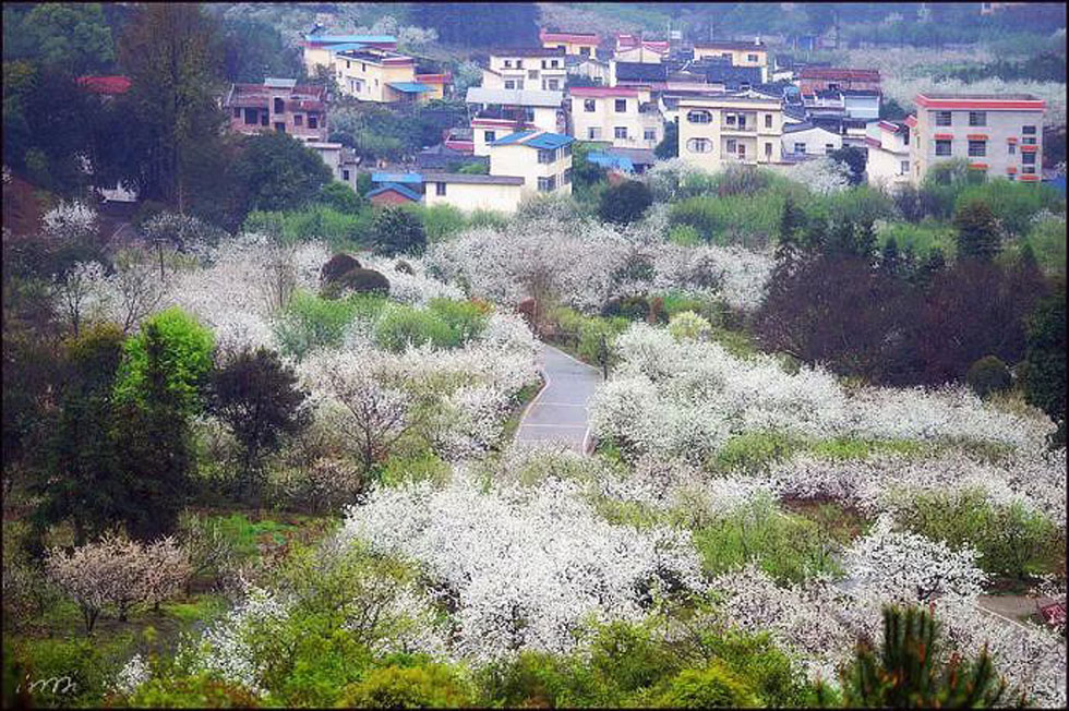 【春天，广西桂林灌阳县向您发出邀请！】我们在灌阳看梨花 - 游山玩水 - 资阳生活社区 - 资阳28生活网 zy.28life.net