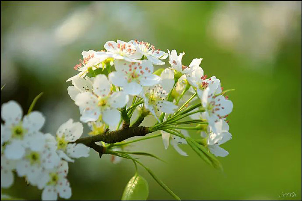 【春天，广西桂林灌阳县向您发出邀请！】我们在灌阳看梨花 - 游山玩水 - 资阳生活社区 - 资阳28生活网 zy.28life.net