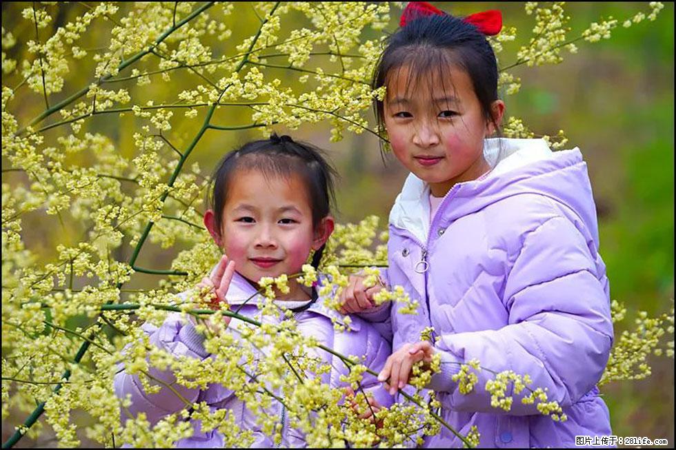 【春天，广西桂林灌阳县向您发出邀请！】米珠山前有片山苍子花在飘香 - 游山玩水 - 资阳生活社区 - 资阳28生活网 zy.28life.net