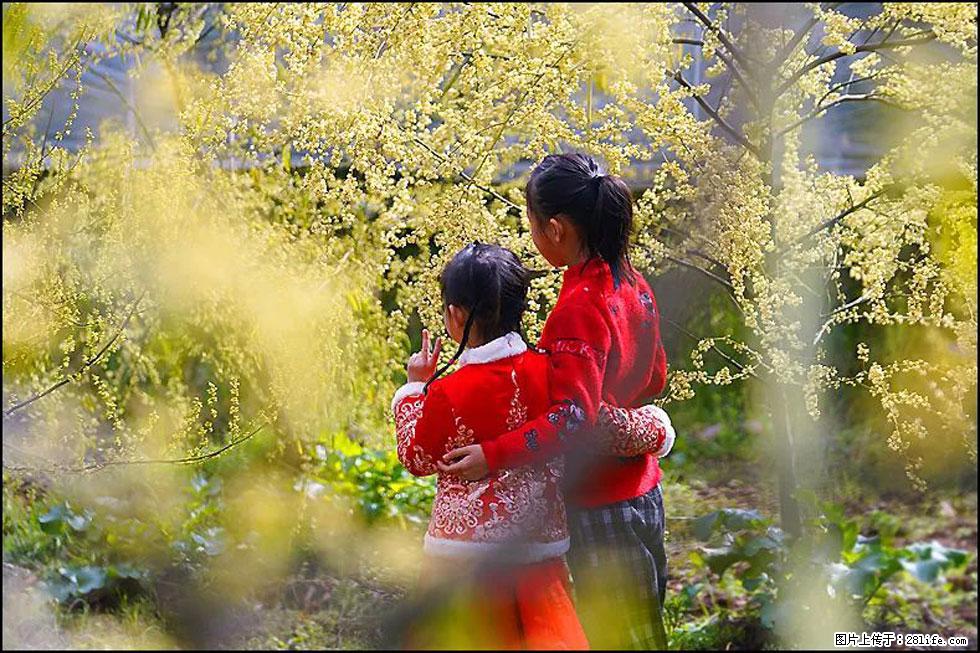 【春天，广西桂林灌阳县向您发出邀请！】米珠山前有片山苍子花在飘香 - 游山玩水 - 资阳生活社区 - 资阳28生活网 zy.28life.net