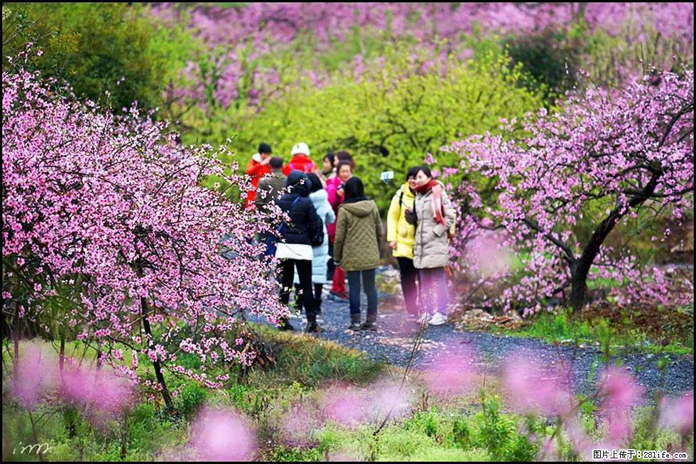 【春天，广西桂林灌阳县向您发出邀请！】官庄村有个醉美的桃花园 - 游山玩水 - 资阳生活社区 - 资阳28生活网 zy.28life.net