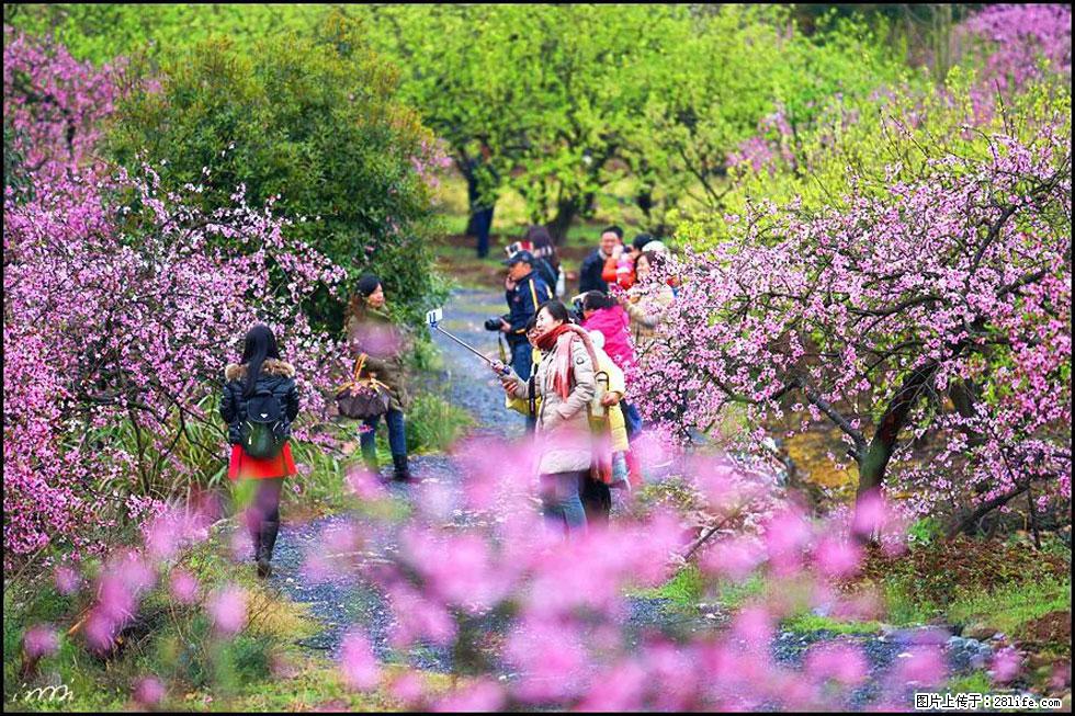 【春天，广西桂林灌阳县向您发出邀请！】官庄村有个醉美的桃花园 - 游山玩水 - 资阳生活社区 - 资阳28生活网 zy.28life.net