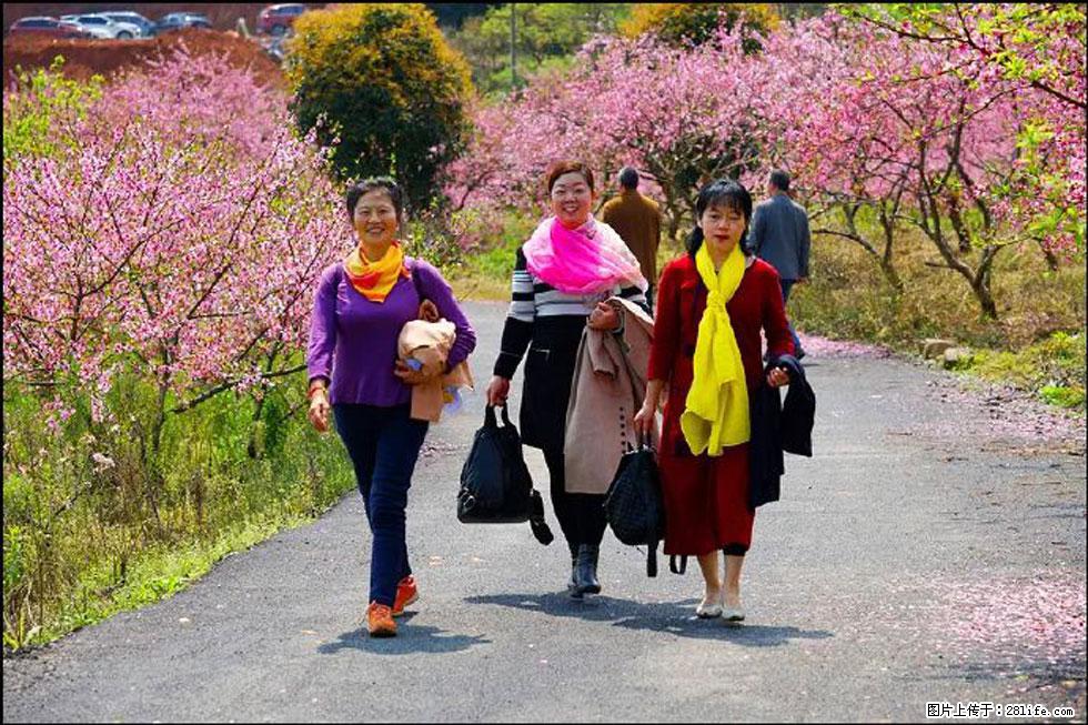 【春天，广西桂林灌阳县向您发出邀请！】官庄村有个醉美的桃花园 - 游山玩水 - 资阳生活社区 - 资阳28生活网 zy.28life.net