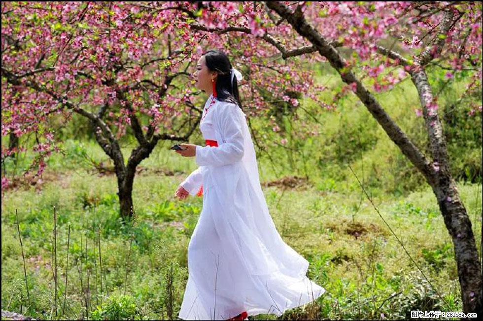 【春天，广西桂林灌阳县向您发出邀请！】官庄村有个醉美的桃花园 - 游山玩水 - 资阳生活社区 - 资阳28生活网 zy.28life.net
