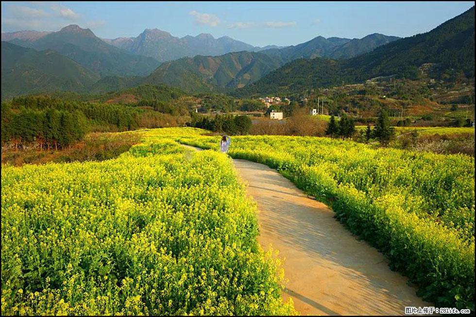 【春天，广西桂林灌阳县向您发出邀请！】长坪村油菜盛情花开 - 游山玩水 - 资阳生活社区 - 资阳28生活网 zy.28life.net