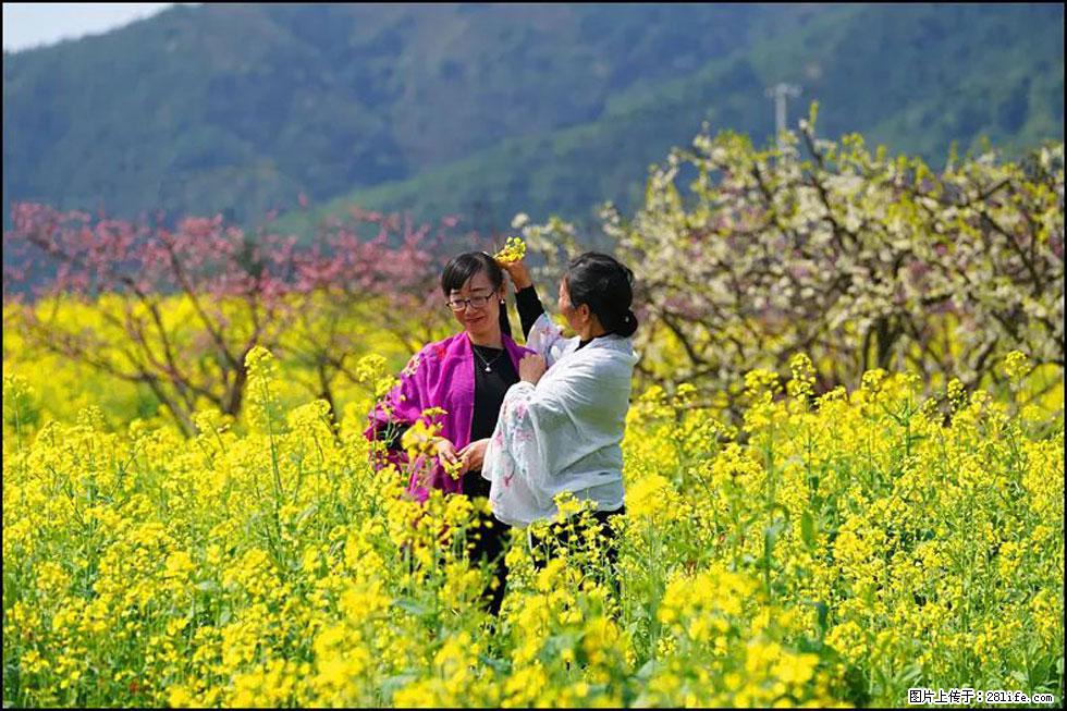 【春天，广西桂林灌阳县向您发出邀请！】长坪村油菜盛情花开 - 游山玩水 - 资阳生活社区 - 资阳28生活网 zy.28life.net