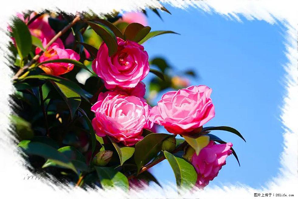 【春天，广西桂林灌阳县向您发出邀请！】杨柳井茶花惹人爱 - 游山玩水 - 资阳生活社区 - 资阳28生活网 zy.28life.net