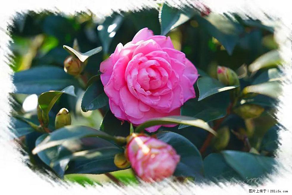 【春天，广西桂林灌阳县向您发出邀请！】杨柳井茶花惹人爱 - 游山玩水 - 资阳生活社区 - 资阳28生活网 zy.28life.net