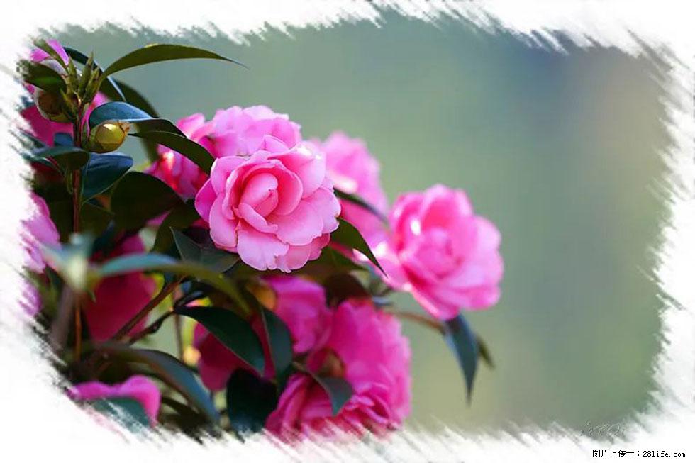 【春天，广西桂林灌阳县向您发出邀请！】杨柳井茶花惹人爱 - 游山玩水 - 资阳生活社区 - 资阳28生活网 zy.28life.net