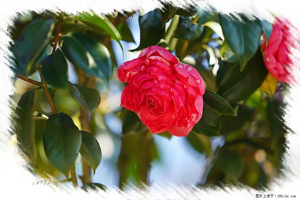 【春天，广西桂林灌阳县向您发出邀请！】杨柳井茶花惹人爱 - 游山玩水 - 资阳生活社区 - 资阳28生活网 zy.28life.net