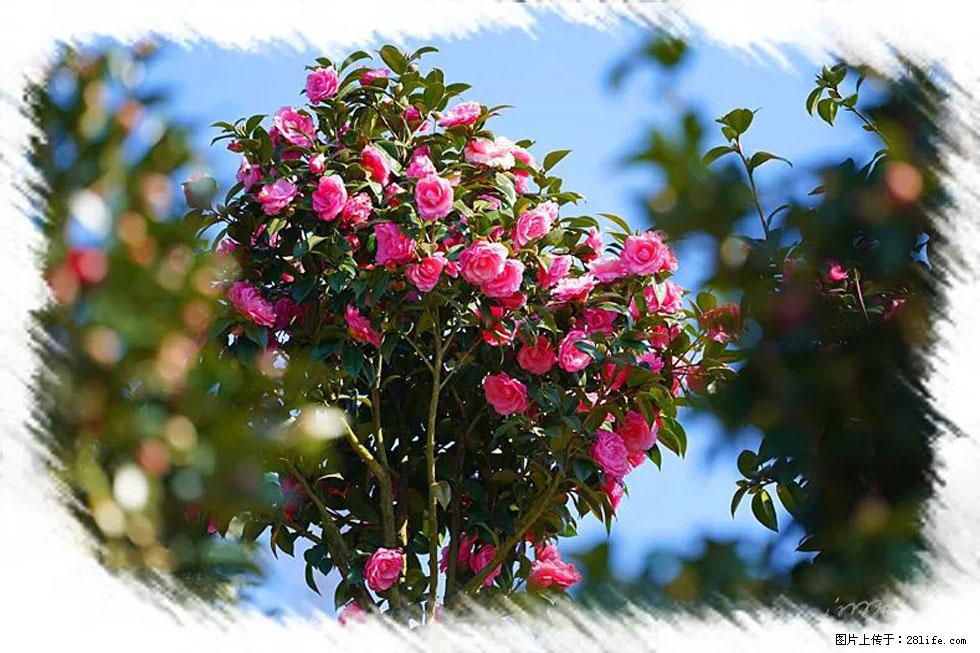 【春天，广西桂林灌阳县向您发出邀请！】杨柳井茶花惹人爱 - 游山玩水 - 资阳生活社区 - 资阳28生活网 zy.28life.net