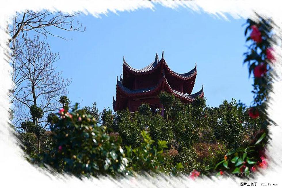 【春天，广西桂林灌阳县向您发出邀请！】杨柳井茶花惹人爱 - 游山玩水 - 资阳生活社区 - 资阳28生活网 zy.28life.net