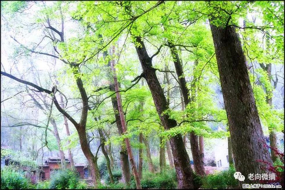【春天，广西桂林灌阳县向您发出邀请！】在小龙村与春天约会 - 游山玩水 - 资阳生活社区 - 资阳28生活网 zy.28life.net