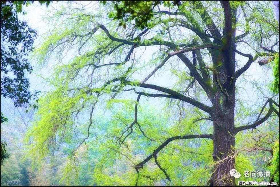 【春天，广西桂林灌阳县向您发出邀请！】在小龙村与春天约会 - 游山玩水 - 资阳生活社区 - 资阳28生活网 zy.28life.net