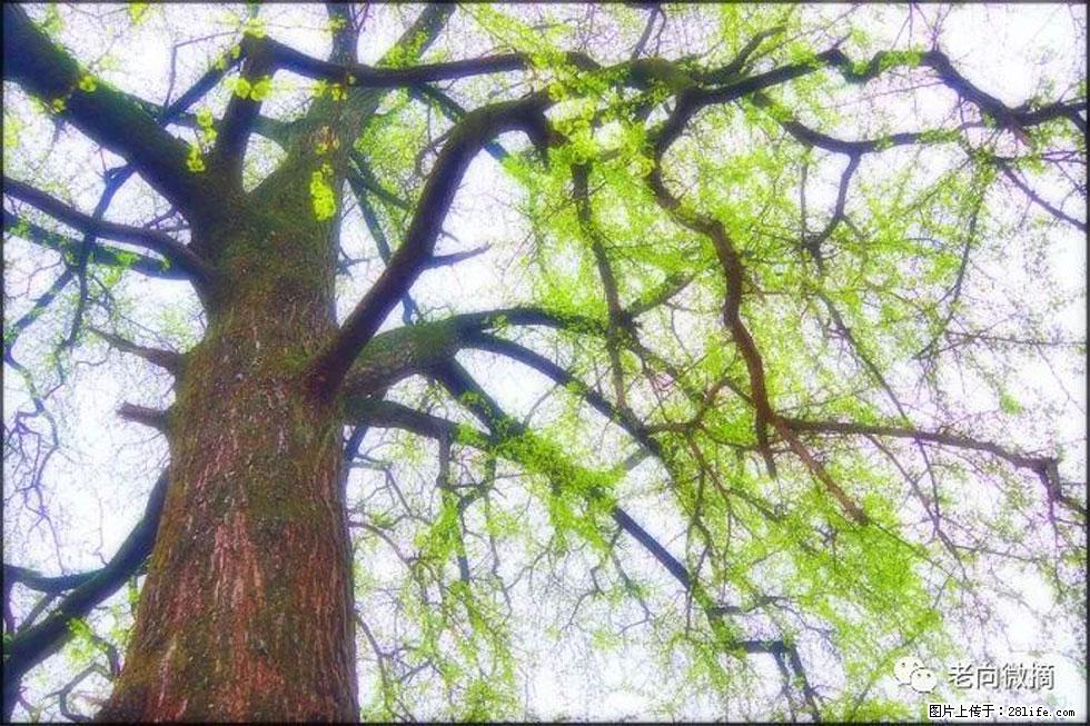 【春天，广西桂林灌阳县向您发出邀请！】在小龙村与春天约会 - 游山玩水 - 资阳生活社区 - 资阳28生活网 zy.28life.net