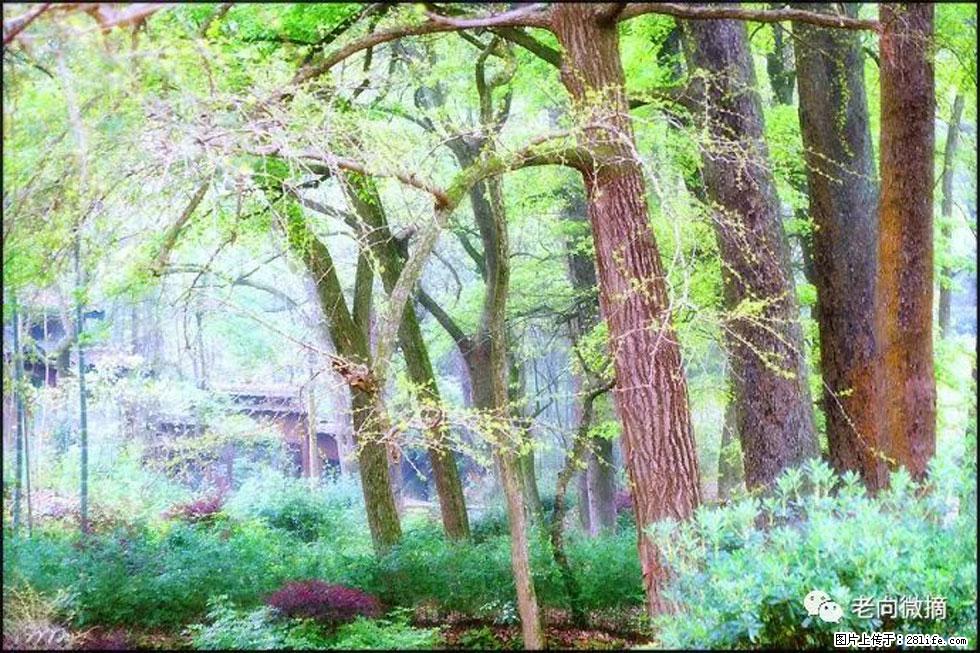 【春天，广西桂林灌阳县向您发出邀请！】在小龙村与春天约会 - 游山玩水 - 资阳生活社区 - 资阳28生活网 zy.28life.net