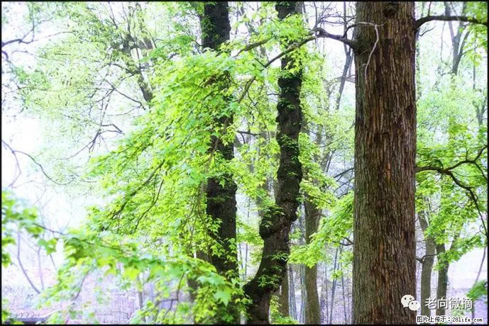 【春天，广西桂林灌阳县向您发出邀请！】在小龙村与春天约会 - 游山玩水 - 资阳生活社区 - 资阳28生活网 zy.28life.net