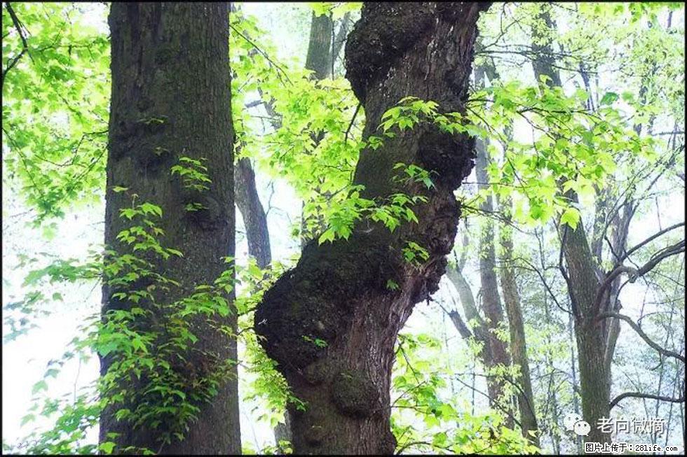 【春天，广西桂林灌阳县向您发出邀请！】在小龙村与春天约会 - 游山玩水 - 资阳生活社区 - 资阳28生活网 zy.28life.net