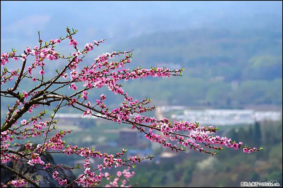 【春天,广西桂林灌阳县向您发出邀请!】望月岭上桃花开 - 游山玩水 - 资阳生活社区 - 资阳28生活网 zy.28life.net