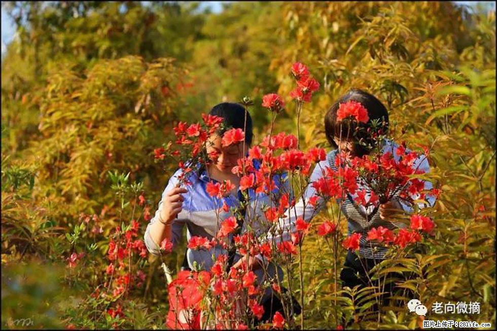 【春天，广西桂林灌阳县向您发出邀请！】登麒麟山，相约映山红 - 游山玩水 - 资阳生活社区 - 资阳28生活网 zy.28life.net
