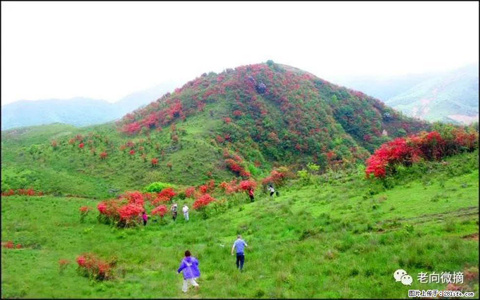 【春天,广西桂林灌阳县向您发出邀请!】宝盖山上映山红 - 游山玩水 - 资阳生活社区 - 资阳28生活网 zy.28life.net