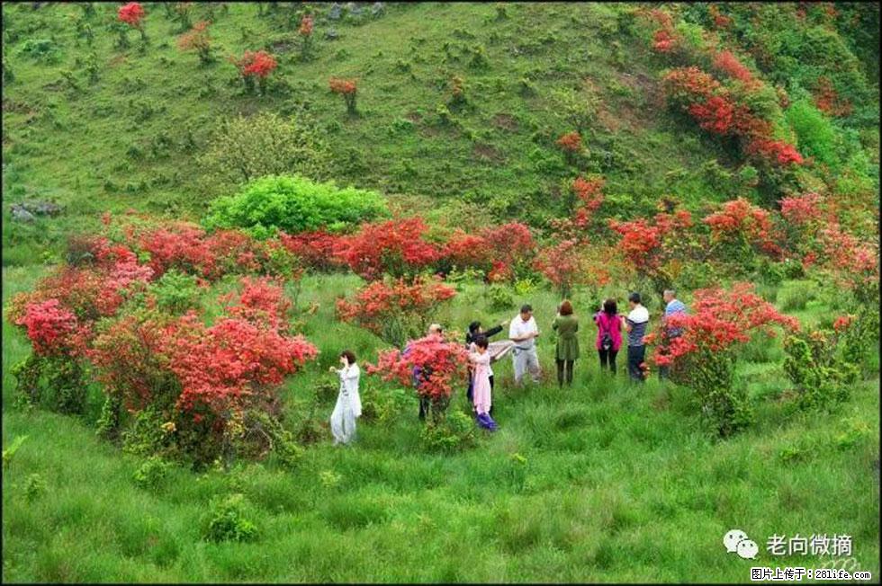 【春天,广西桂林灌阳县向您发出邀请!】宝盖山上映山红 - 游山玩水 - 资阳生活社区 - 资阳28生活网 zy.28life.net