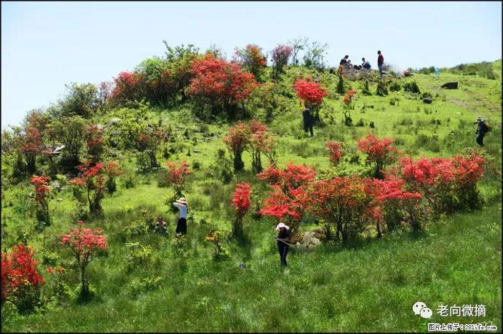 【春天,广西桂林灌阳县向您发出邀请!】宝盖山上映山红 - 游山玩水 - 资阳生活社区 - 资阳28生活网 zy.28life.net