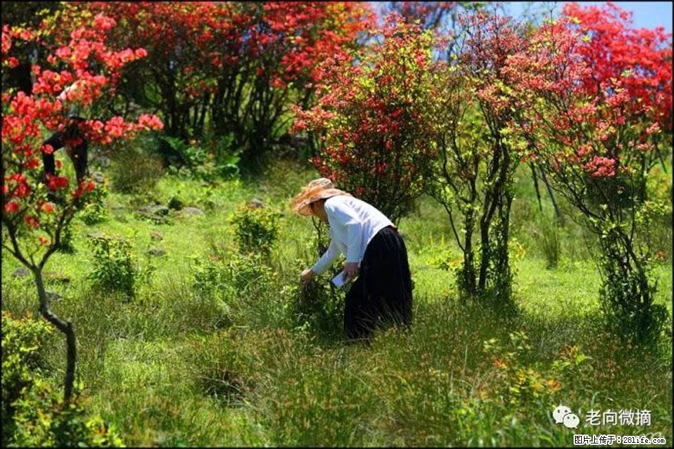 【春天,广西桂林灌阳县向您发出邀请!】宝盖山上映山红 - 游山玩水 - 资阳生活社区 - 资阳28生活网 zy.28life.net