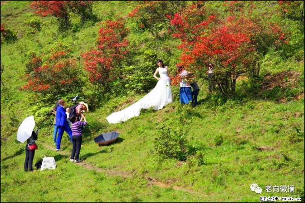 【春天,广西桂林灌阳县向您发出邀请!】宝盖山上映山红 - 游山玩水 - 资阳生活社区 - 资阳28生活网 zy.28life.net
