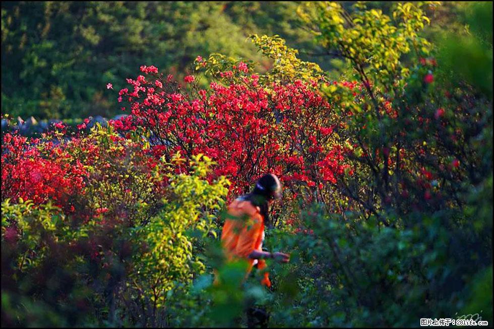 【春天，广西桂林灌阳县向您发出邀请！】春木界上映山红 - 游山玩水 - 资阳生活社区 - 资阳28生活网 zy.28life.net