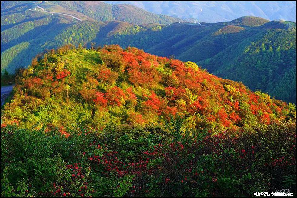 【春天，广西桂林灌阳县向您发出邀请！】春木界上映山红 - 游山玩水 - 资阳生活社区 - 资阳28生活网 zy.28life.net