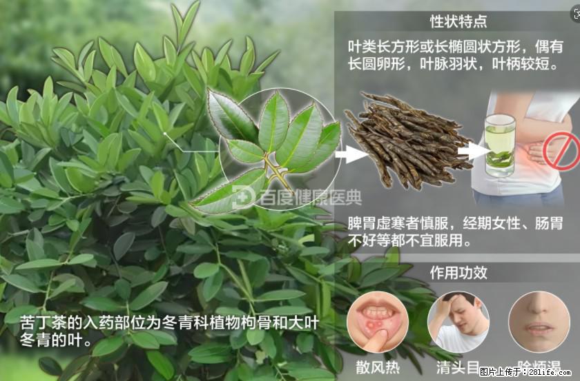 苦丁茶有哪些功效和作用 - 生活百科 - 资阳生活社区 - 资阳28生活网 zy.28life.net