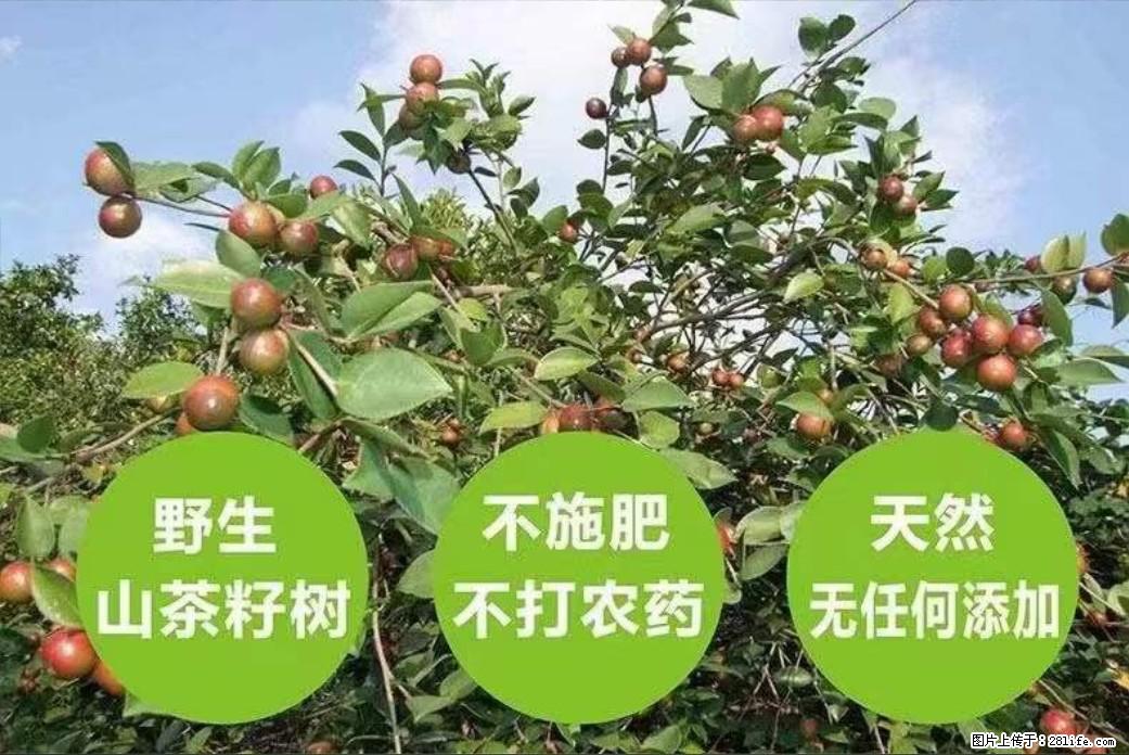 【灌阳县油茶产业示范区】一个有着充实的精神生活的人,对待身外之物自会有一种淡泊的态度 - 美食天地 - 资阳生活社区 - 资阳28生活网 zy.28life.net