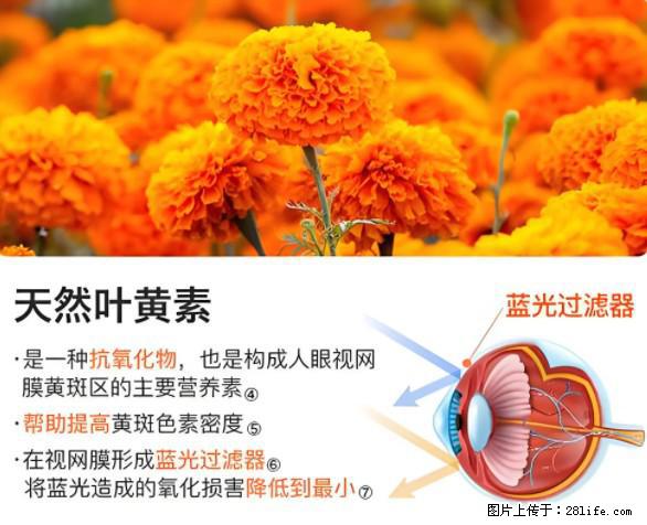 叶黄素有什么功效和作用 - 生活百科 - 资阳生活社区 - 资阳28生活网 zy.28life.net