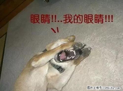 笑癫了！一女的怀孕三年未生，他终于忍不住了... - 娱乐八卦 - 资阳生活社区 - 资阳28生活网 zy.28life.net