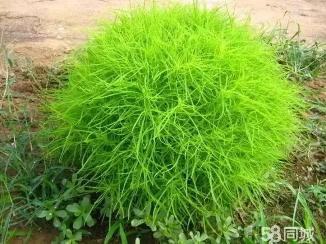 资阳市雁江七小 3室2厅1卫 - 房屋出租 - 房屋租售 - 资阳分类信息 - 资阳28生活网 zy.28life.net