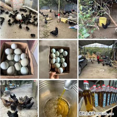 油茶园从小鸡仔开始养起的纯土鸡、土鸡蛋可以预定啦！还有前几天刚榨的纯山茶油哦 - 土特产 - 饮食特产 - 资阳分类信息 - 资阳28生活网 zy.28life.net