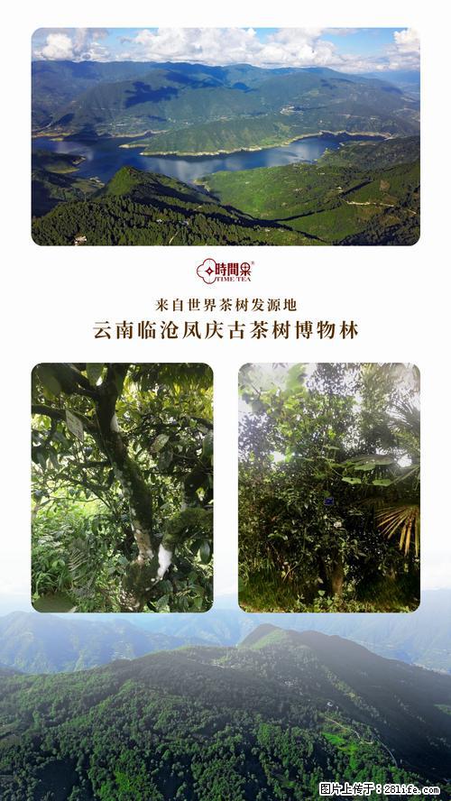 时间果百年古树2025年春红茶 - 购物交流 - 资阳生活社区 - 资阳28生活网 zy.28life.net