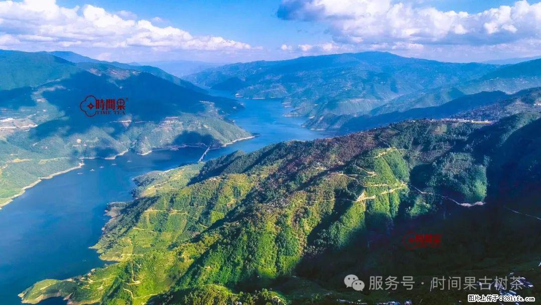 时间果百年古树龙珠普洱生茶 - 购物交流 - 资阳生活社区 - 资阳28生活网 zy.28life.net