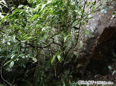 平乐石崖茶，珍贵仅次于金花茶 - 资阳生活资讯 - 资阳28生活网 zy.28life.net
