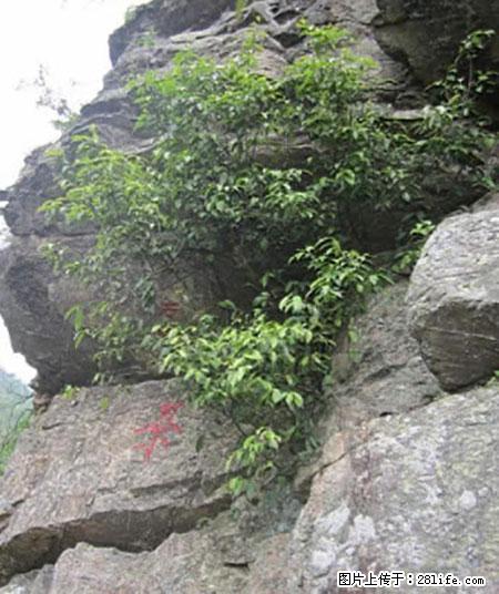 平乐石崖茶，珍贵仅次于金花茶 - 资阳生活资讯 - 资阳28生活网 zy.28life.net