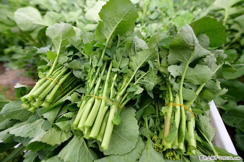 这些蔬菜是“天然钙片”,这6种被医生重点推荐 - 资阳生活资讯 - 资阳28生活网 zy.28life.net